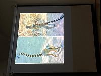 IMG_4252
